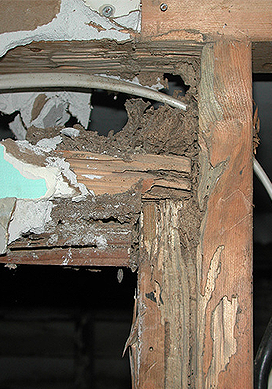 Termite Damage Termite Damage