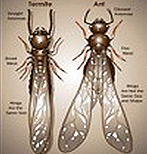 Termite and Ant Termite and Ant