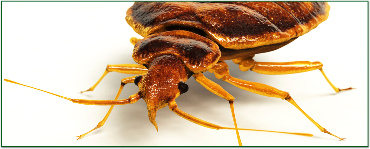 Bed Bug Bed Bug